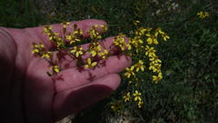 Senecio harveianus