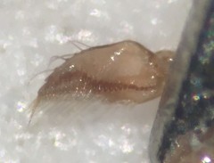 Sigara pectenata