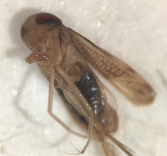 Sigara pectenata