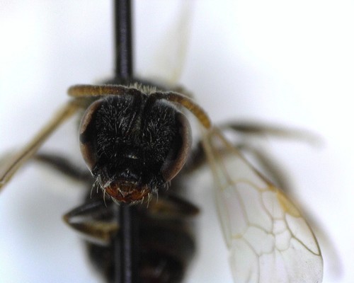 iNaturalist observation photo of Metallic Sweat Bees