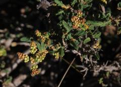 Psammotropha quadrangularis