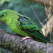 Barred Parakeet - Photo (c) Kathinetzwerk, some rights reserved (CC BY-SA)