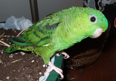 Barred Parakeet photo 5