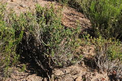 Psammotropha quadrangularis
