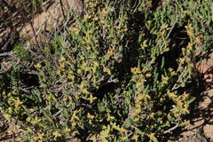 Psammotropha quadrangularis