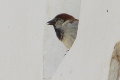 Passer domesticus persicus