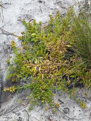 Teedia lucida