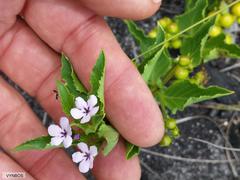 Teedia lucida