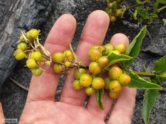 Teedia lucida