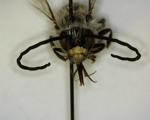 iNaturalist observation photo of Eucera