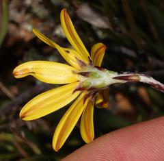 Osteospermum asperulum