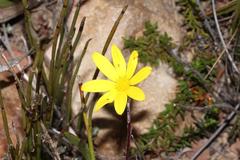 Osteospermum asperulum