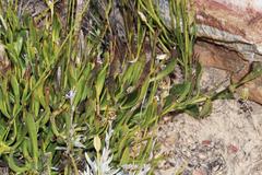 Osteospermum asperulum