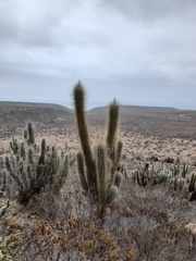 Trichocereus skottsbergii