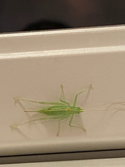 Meconema meridionale