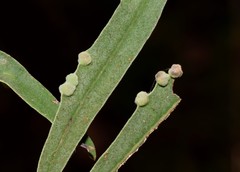 Aceria massalongoi
