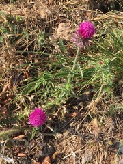 Carduus defloratus carlinifolius