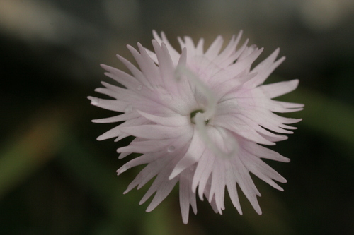 Béarn anjer (Dianthus benearnensis)