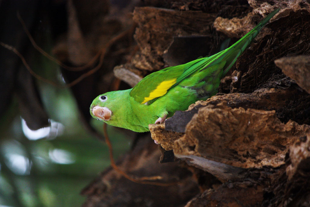 Yellow-chevroned Parakeet photo