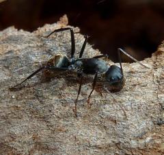 Camponotus cinctellus