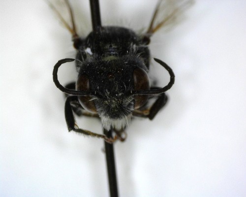 iNaturalist observation photo of Megachilinae