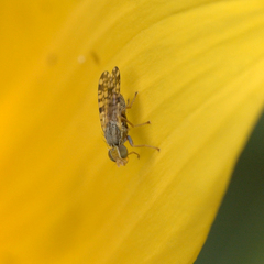 Dioxyna picciola