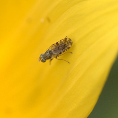 Dioxyna picciola