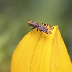 Dioxyna picciola