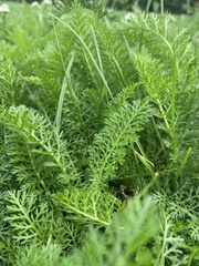Achillea millefolium