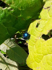 Oreina cacaliae