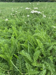 Achillea millefolium