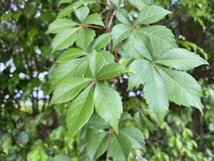 Parthenocissus quinquefolia
