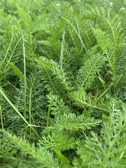 Achillea millefolium