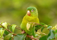Orange-Chinned Parakeet photo 4