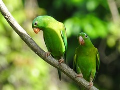 Orange-Chinned Parakeet photo 5