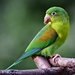 Orange-chinned Parakeet - Photo (c) Alejandro  Bayer Tamayo, some rights reserved (CC BY-SA)