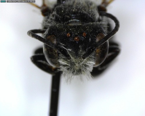 iNaturalist observation photo of Megachilinae