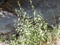 Helianthus californicus