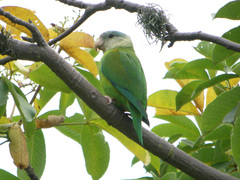 Grey-Cheeked Parakeet photo 3