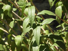 Helianthus californicus