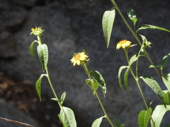 Helianthus californicus