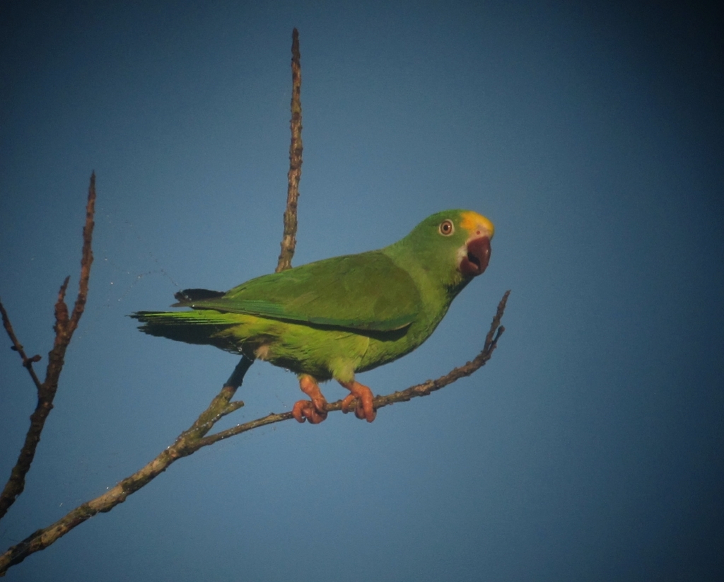 Tui Parakeet