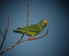 Tui Parakeet photo 4