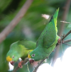 Tui Parakeet photo 2