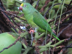Tui Parakeet photo 5