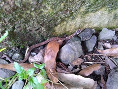 Thamnophis sumichrasti
