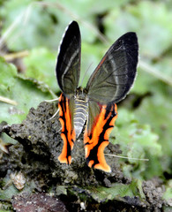 Erateina staudingeri