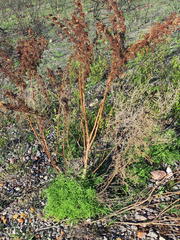 Pelargonium denticulatum