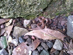 Thamnophis sumichrasti