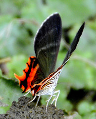 Erateina staudingeri